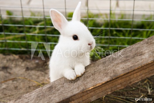 Picture of little rabbit on the farm